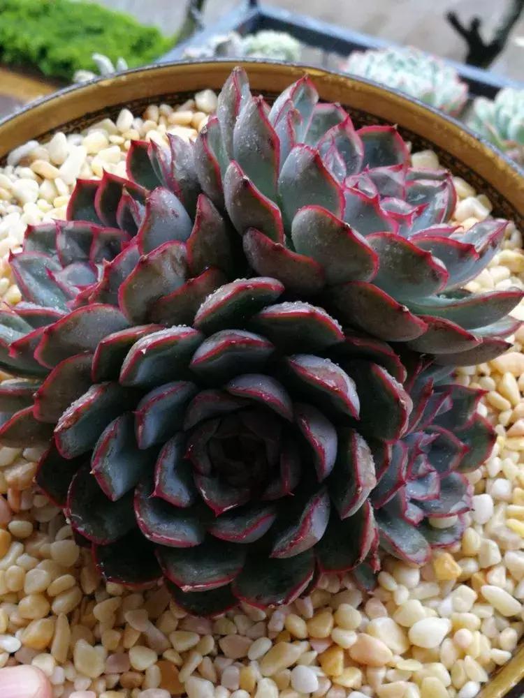 为了多肉改造阳台,疯狂的她