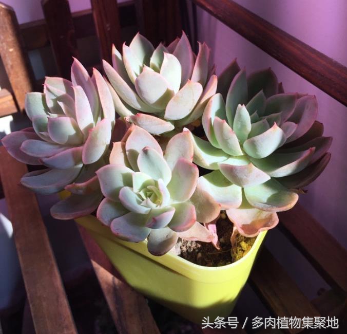 烟灰水浇花的注意事项,用烟头泡水能防治病虫害吗