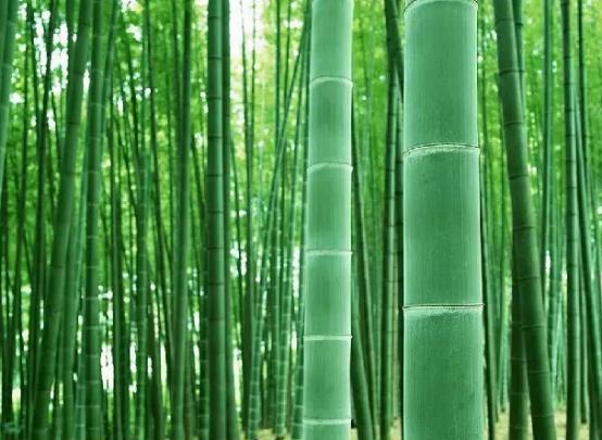 武汉2020五一周边自驾一日游,武汉五一自驾周边游推荐2022