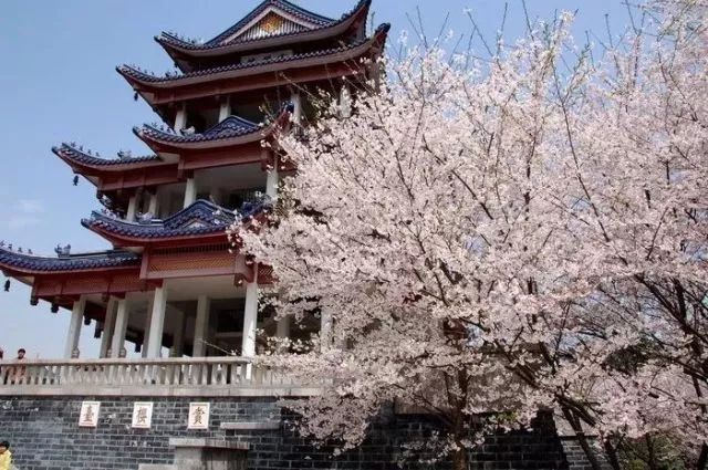 带你去流溪湾丰华园赏樱花,走啊我带你去看樱花的文案