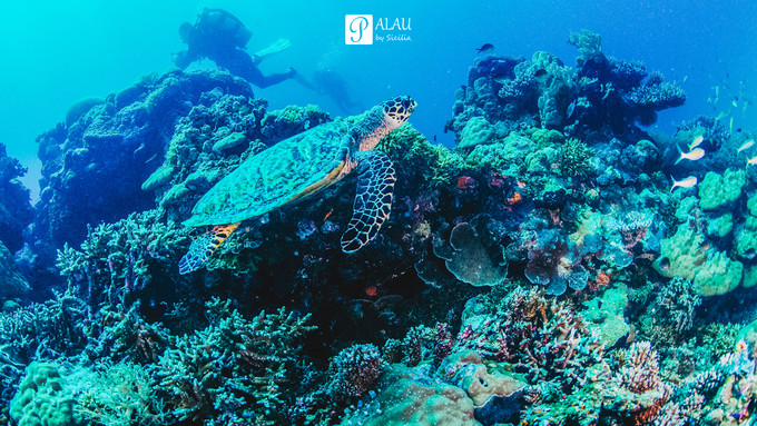 帕劳超详细自由行攻略,帕劳攻略详细讲解