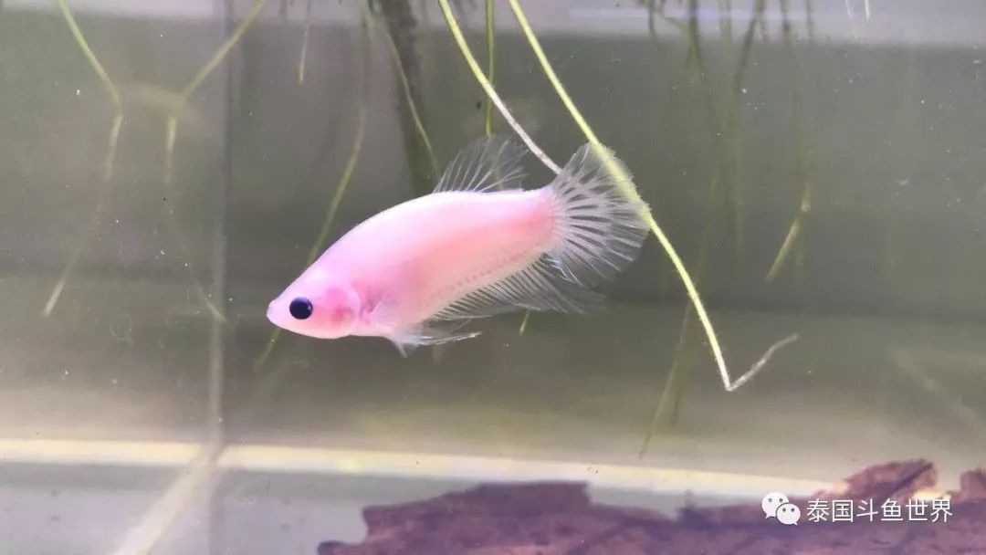 泰国斗鱼洗色需要多久,泰国斗鱼洗色跟环境有关吗