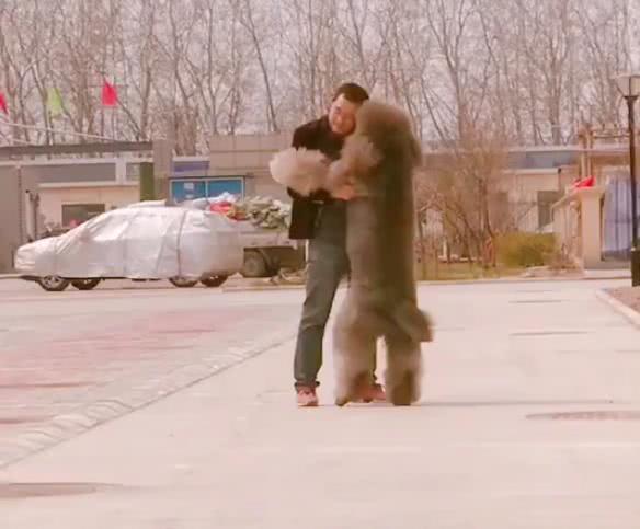 80斤巨型泰迪要抱抱,巨型泰迪犬主人求抱抱