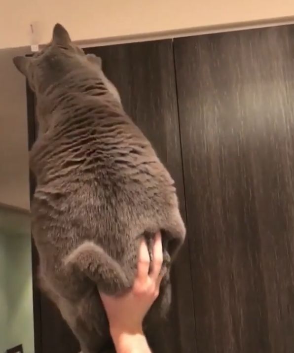 家里爬出虫子猫去抓吓到女主人,家里进大昆虫人类真实反应