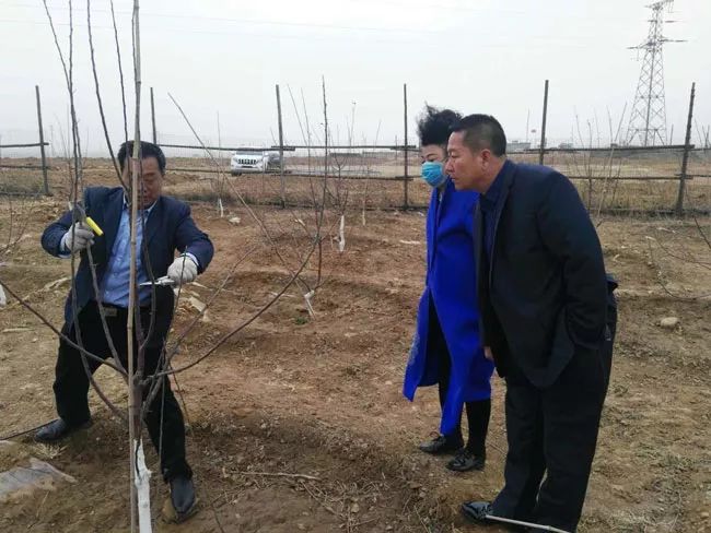现代果业老师风雨中指导河北烟富8（神富一号）栽植户