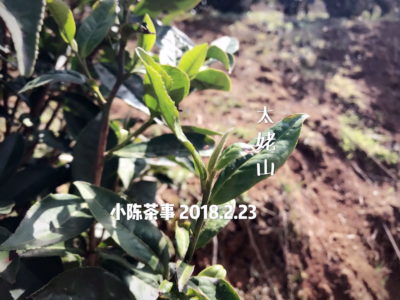 什么样的白茶好喝,一款好的老白茶是什么口感