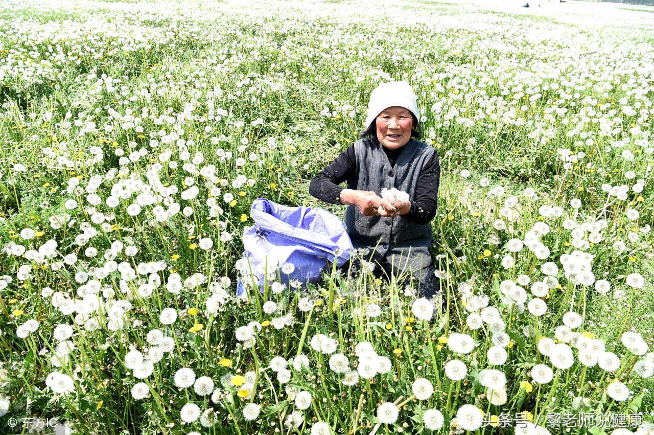 口腔溃疡可以吃复方蒲公英胶囊吗,口腔溃疡可以吃蒲公英和菊花茶吗