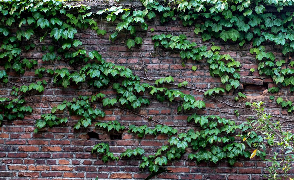 没有爬山虎到不了的地方一切地方都是爬山虎的家