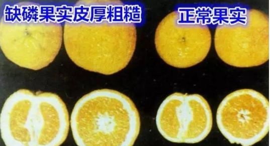 沙糖桔需要的土壤,种植砂糖橘加什么营养液