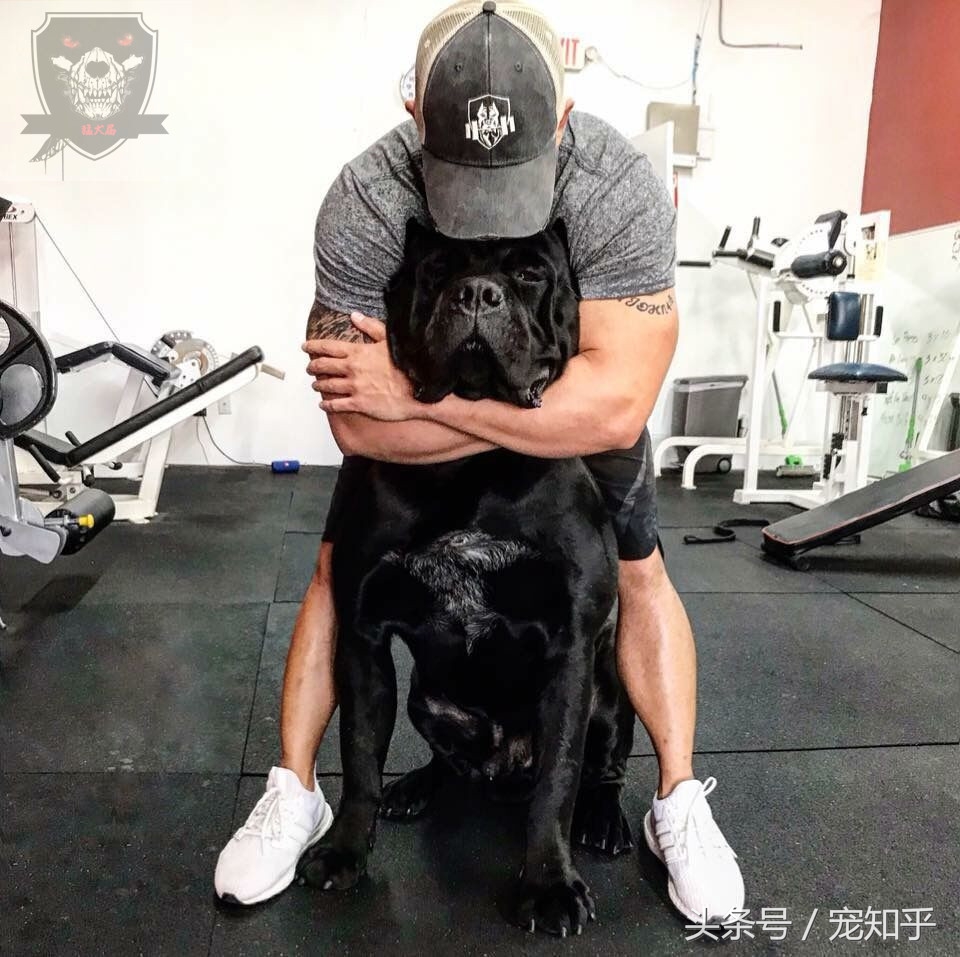 猛犬多大能负重训练,猛犬不咬人怎么回事