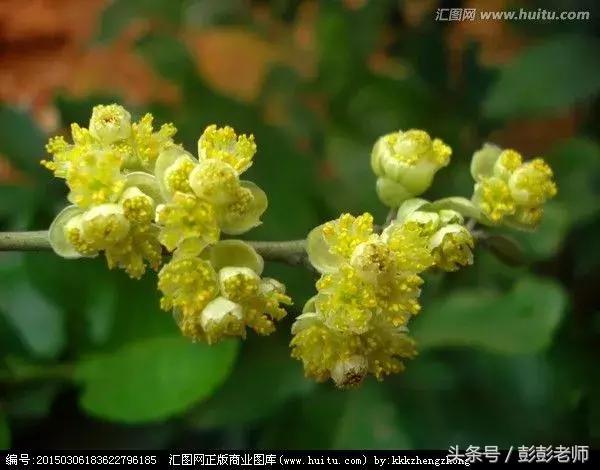 山苍树的功效与作用及禁忌,山苍树的功效与作用