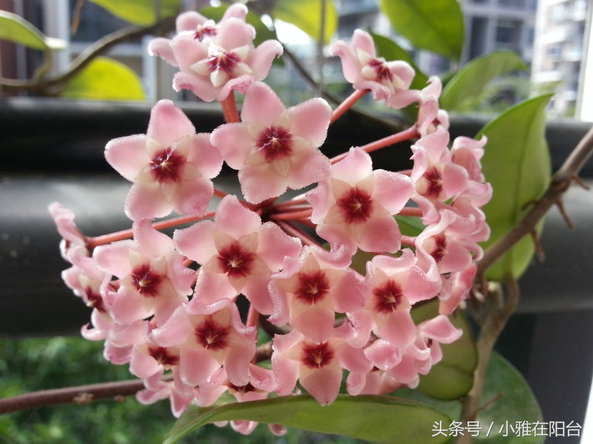 这6种花随便扔土里就能活,长势最快的爬藤植物不怕晒