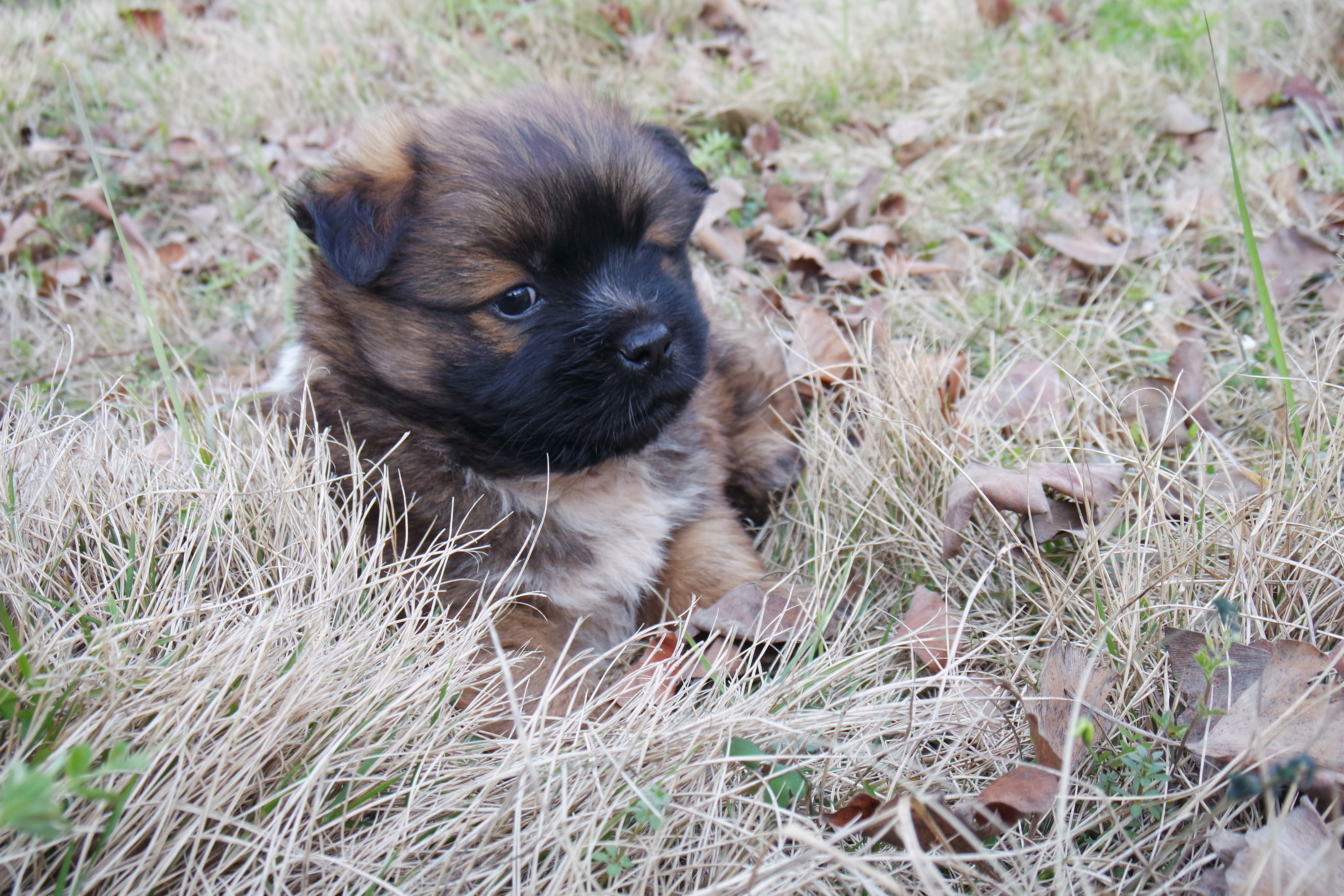 武昌理工学院樱花,武昌理工学院滚烫的青春
