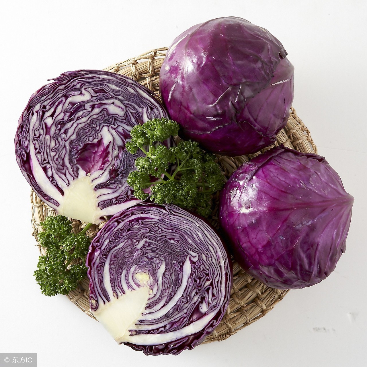 山龟的食物有哪些,野生陆龟吃什么