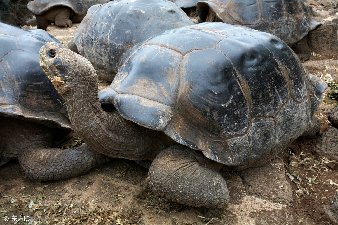 山龟的食物有哪些,野生陆龟吃什么