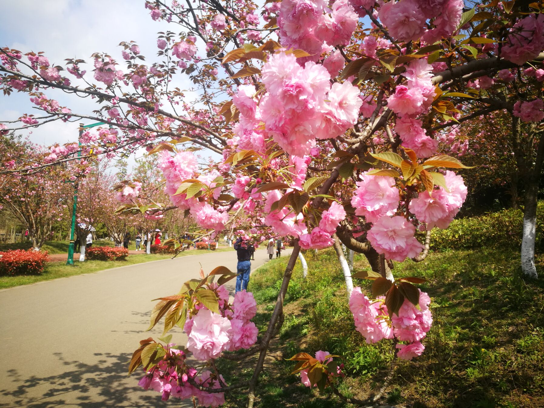 青白江凤凰湖樱花门票多少钱,青白江凤凰湖看樱花