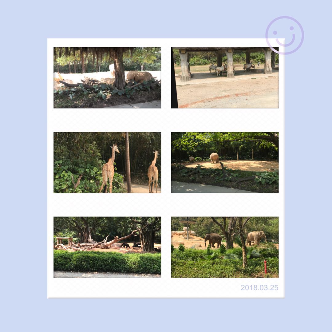 广州长隆野生动物园亲子游攻略,广州长隆野生动物园最全游玩攻略