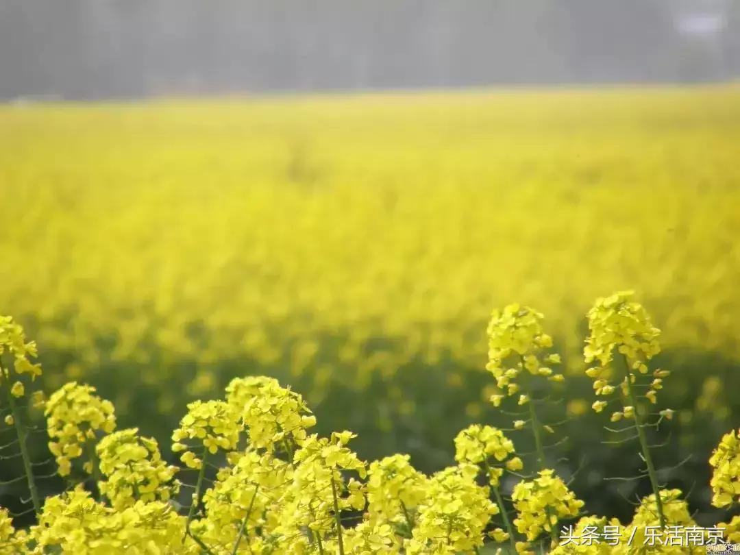 南京赏花季攻略,南京春季赏花时间