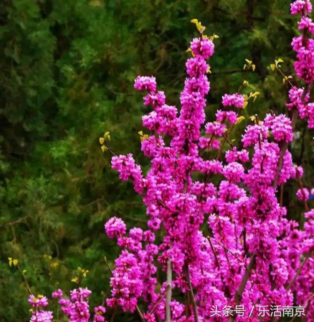南京赏花季攻略,南京春季赏花时间