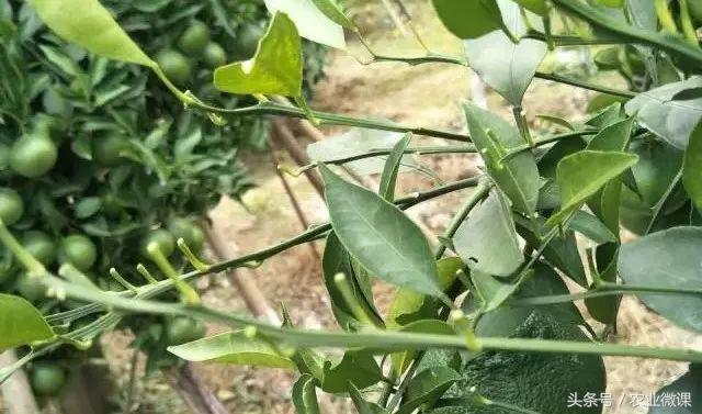 柑橘炭疽病怎样防治,柑橘炭疽病防治最佳方法