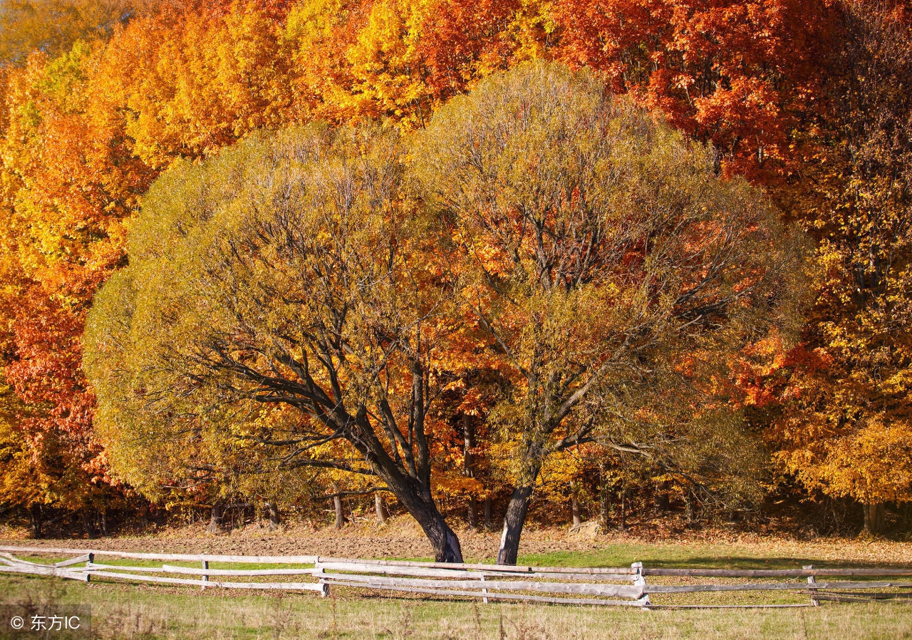 生肖鸡,2018害太岁,1-12月,不同月份出生,影响大小也不一样!