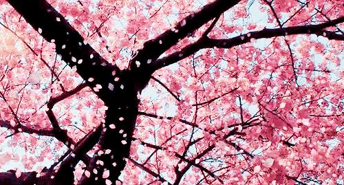 12处桃花源，为河南最美的春天代言，你认为怎样？欢迎添加