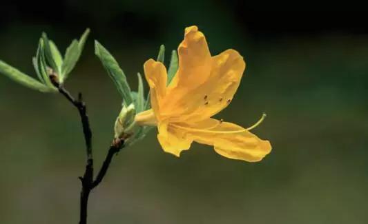 惊呆！杜鹃花美丽的外衣下，却隐藏着意想不到的凶险！