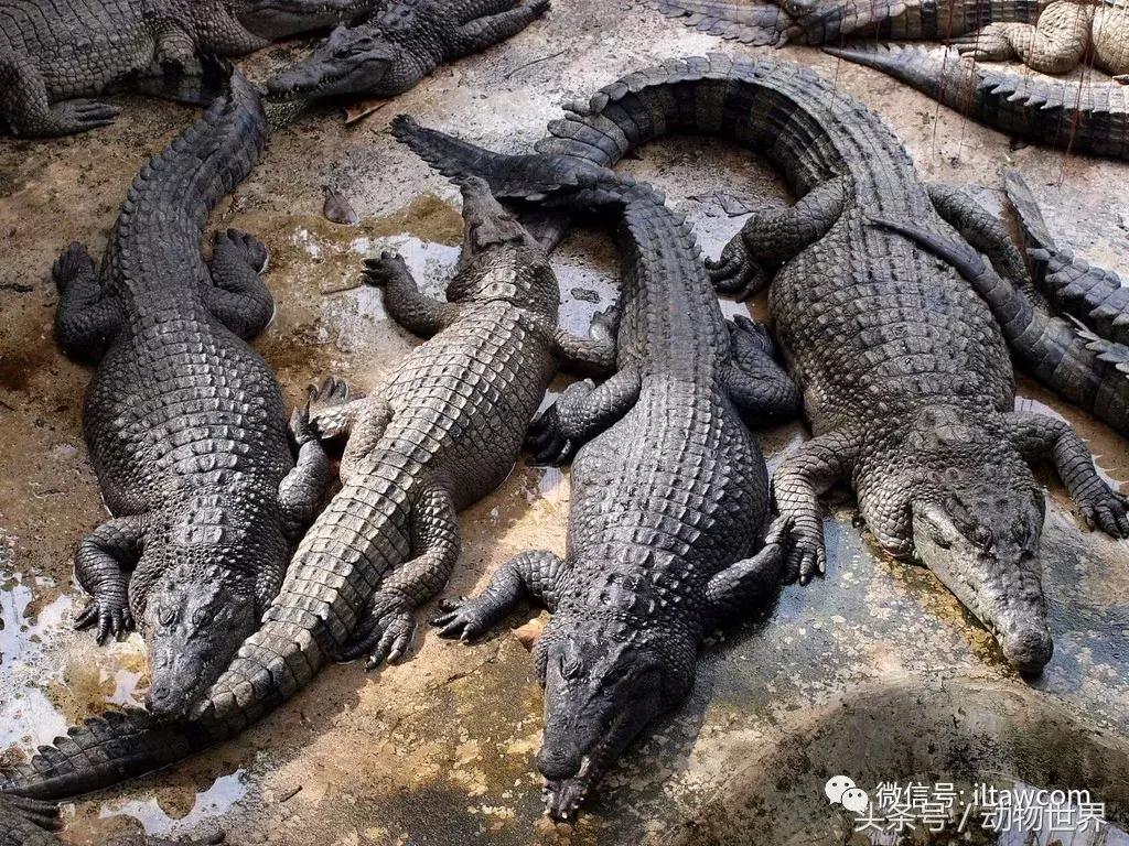 扬子鳄被称为古老的爬行动物,新生代爬行动物巨鳄