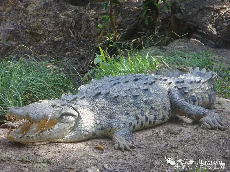 扬子鳄被称为古老的爬行动物,新生代爬行动物巨鳄