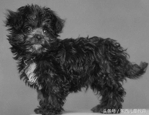 和女儿在小区散步被邻居的宠物狗咬了,划破皮都一定要去打针!