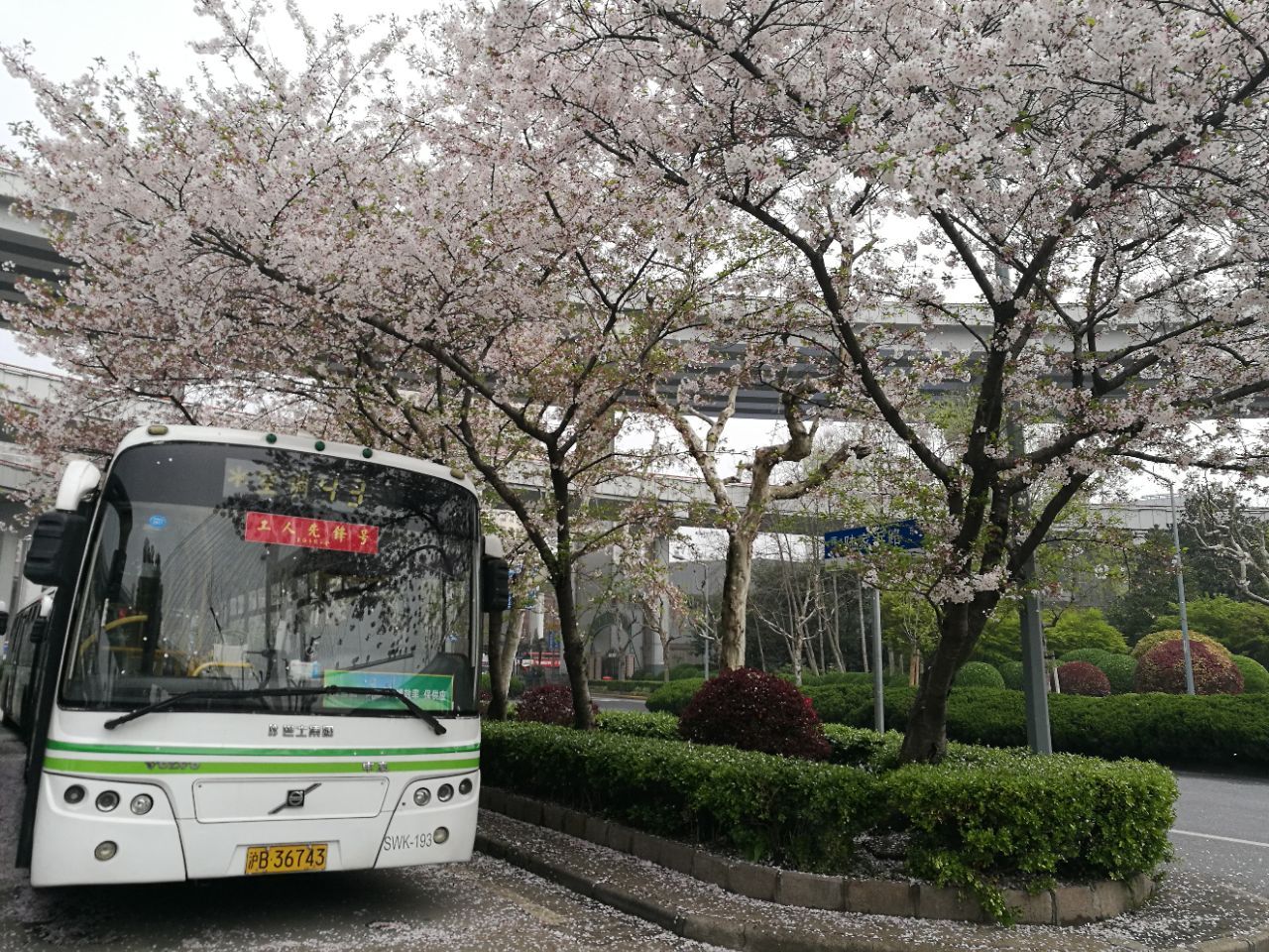 不用去日本不用去武汉就能看樱花,不用去日本也可以看到的风景