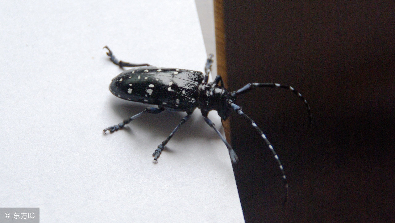 樱花树天牛幼虫防治,树虫天牛怎么消灭最有效