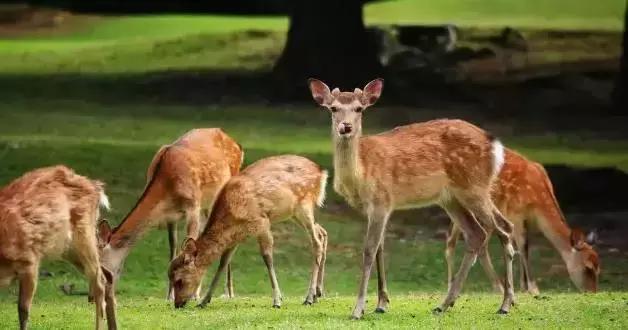 去日本必须带你去吃的美食,没吃过这些美食还能去过台湾吗