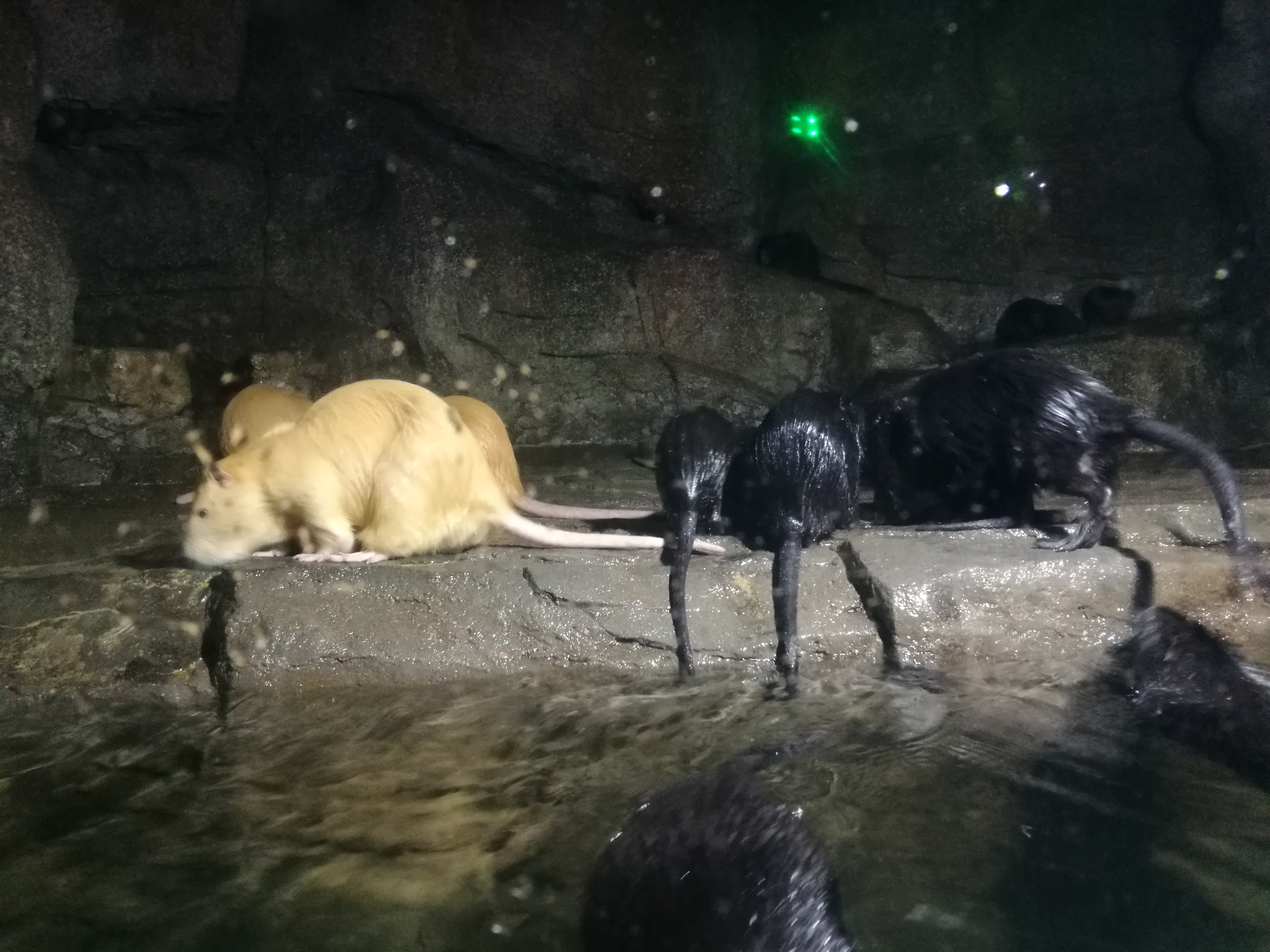 泉城海洋极地世界2018年,泉城海洋极地世界儿童的收费标准