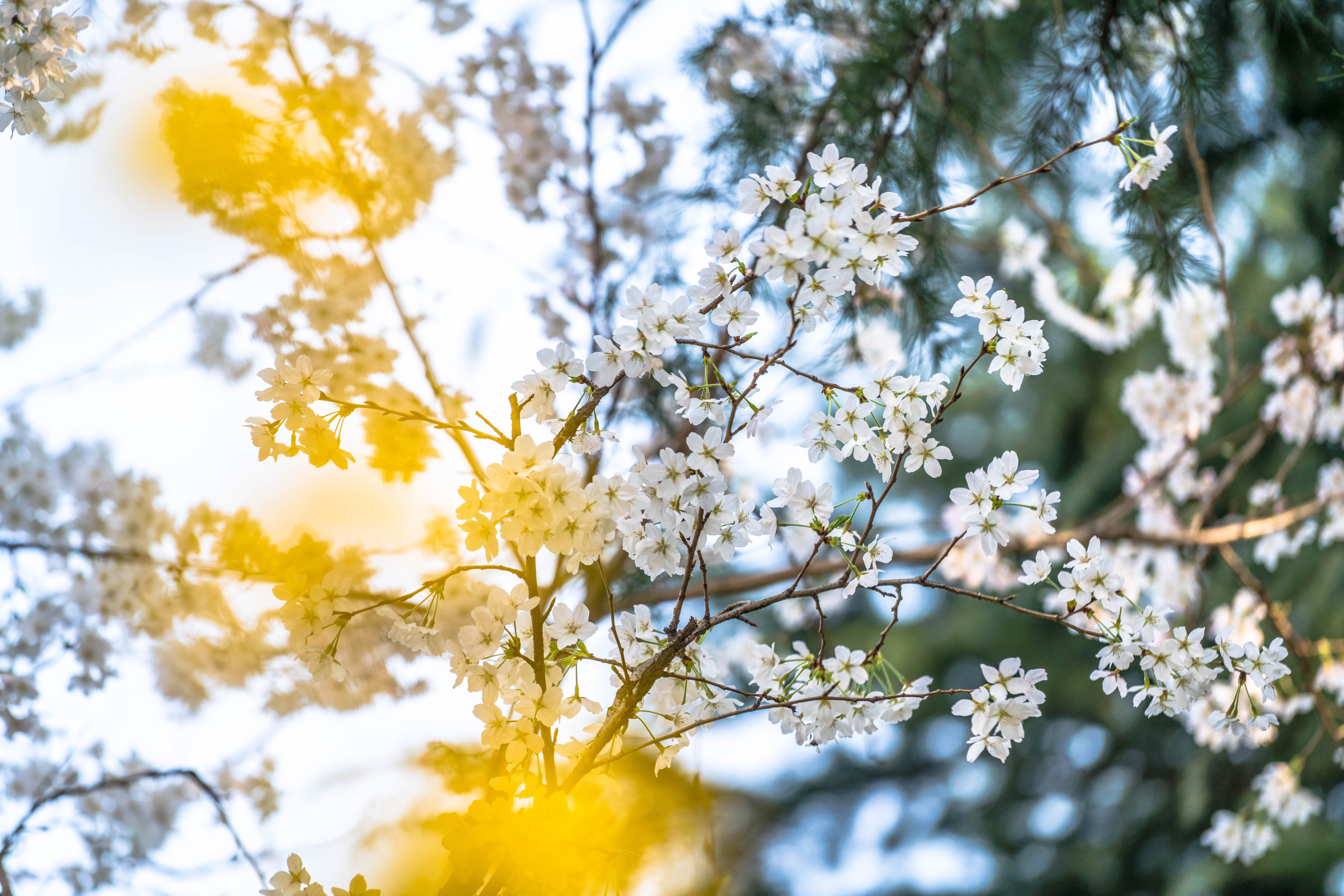 鲁迅公园上海梅花,上海鲁迅公园赏梅