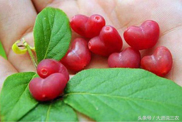被农村娃公认最好吃的6种野果,农村可以吃的五大野果