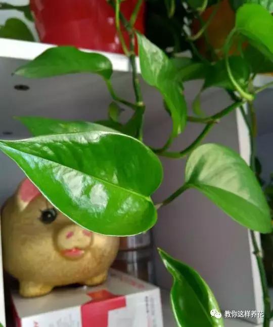 洋葱水可以浇君子兰吊兰绿萝吗,绿萝君子兰怎么养才能长得快