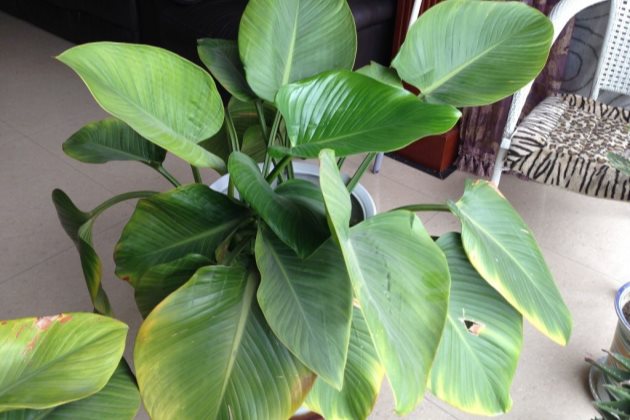 金钻浇了自来水怎么办,金钻浇水多了怎么办