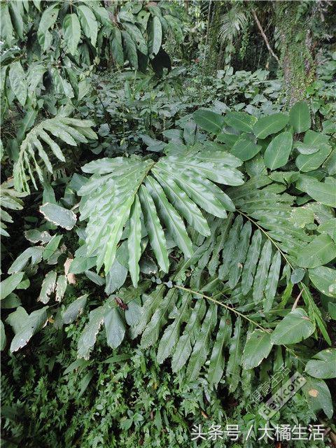 悠哉的沙巴行空气清新重要的是接机仅需1元