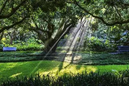 深圳仙湖植物园清明踏青赏花,深圳2022清明能去旅游吗