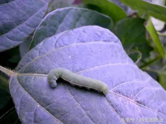 西瓜被虫咬怎么办,西瓜青虫用什么药打