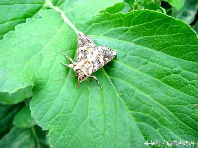 西瓜被虫咬怎么办,西瓜青虫用什么药打