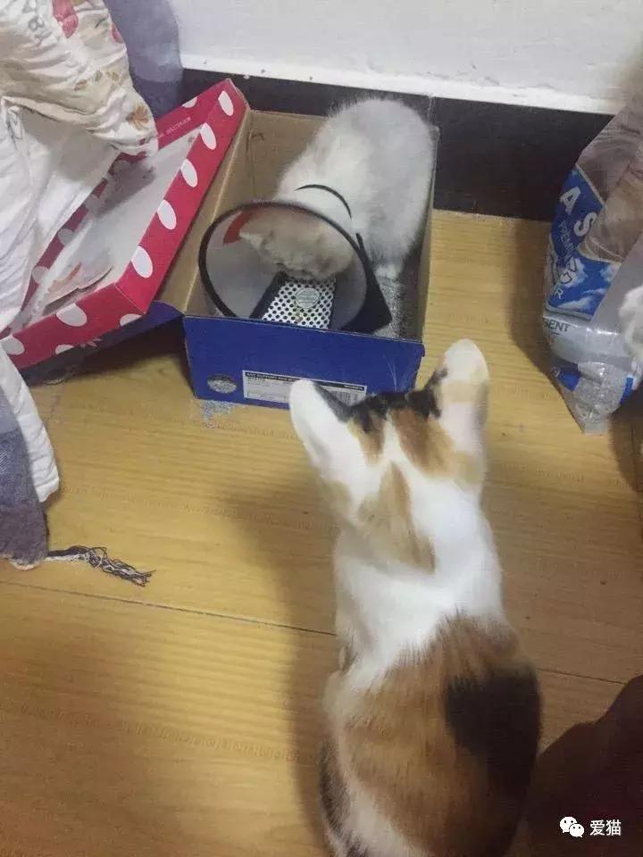 后院猫安乐死,在猫舍买的猫三天就死了