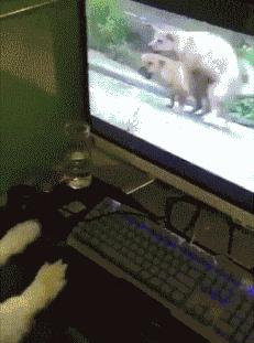 搞笑gif图姑娘你确定不是来搞笑的,搞笑gif图发现一只蠢萌的妹子