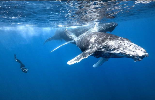 娉曞浗鍏嶇灏忓矝鏃呮父,娉曞浗鍏嶇娴峰矝鏃呮父
