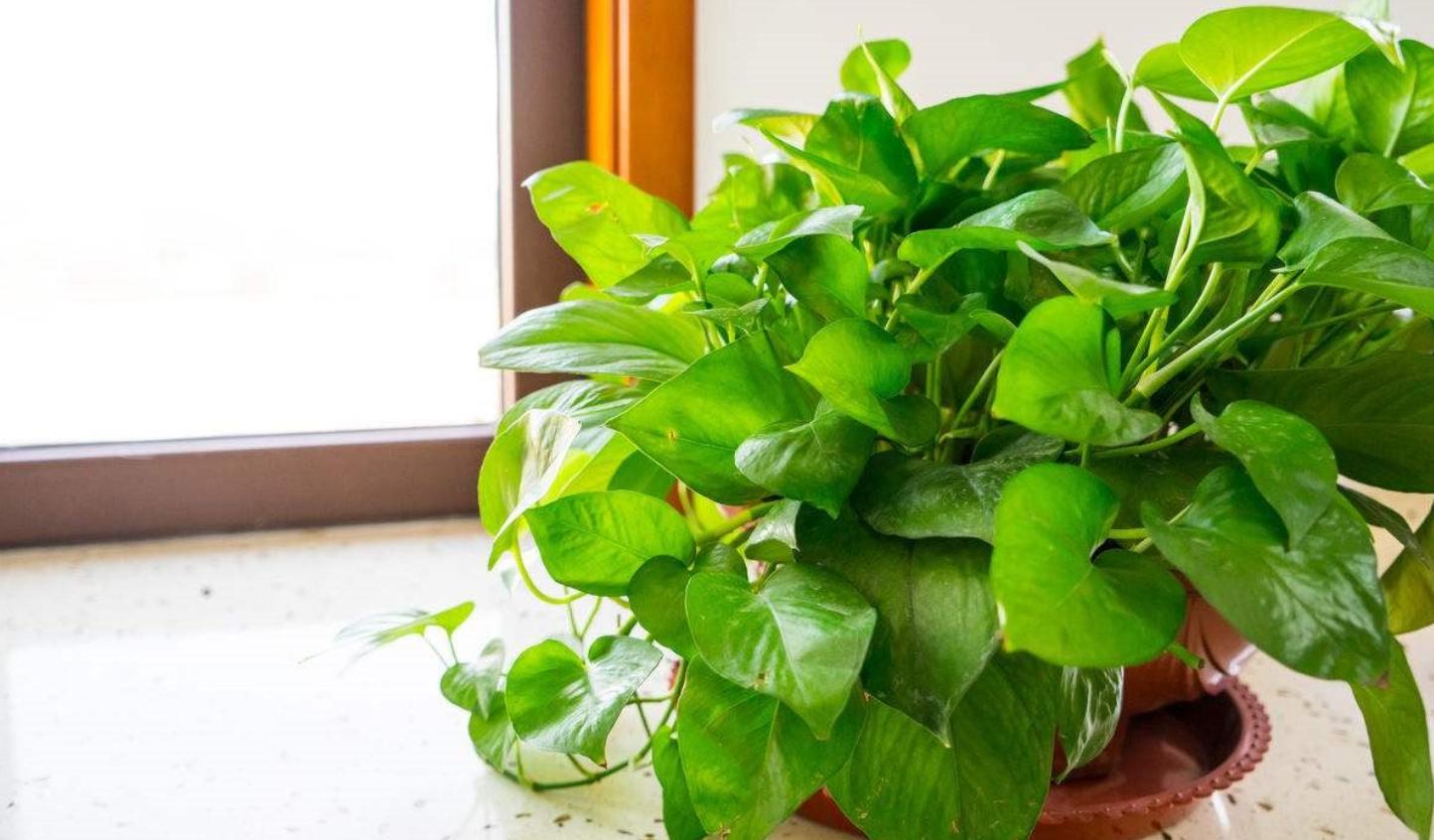 绿萝叶子发黄怎么快速让它变绿,绿萝的叶子发黄是因为什么原因呢