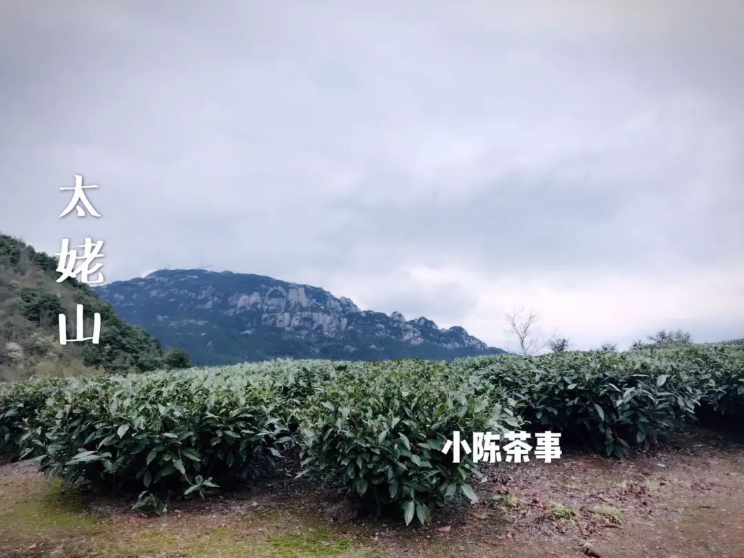 傍大师，认品牌，这些不懂茶的白茶掌柜有点“飘”了！