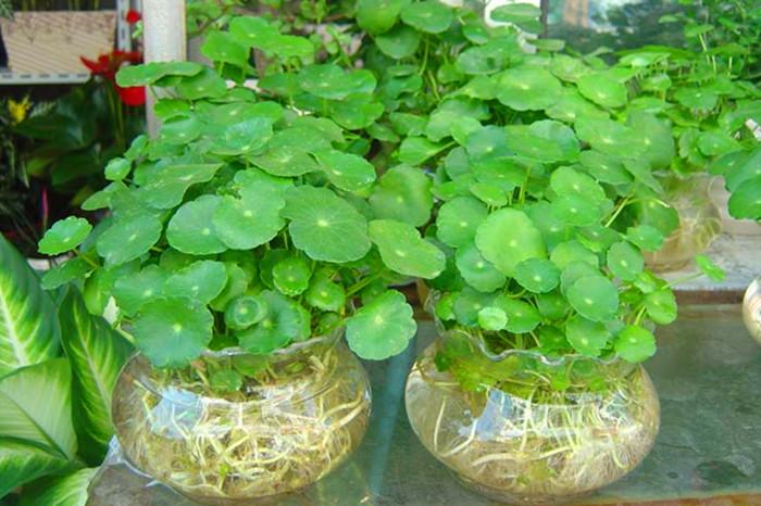 植物生病了也需要“吃”片药，根系健壮叶色光亮厚实！