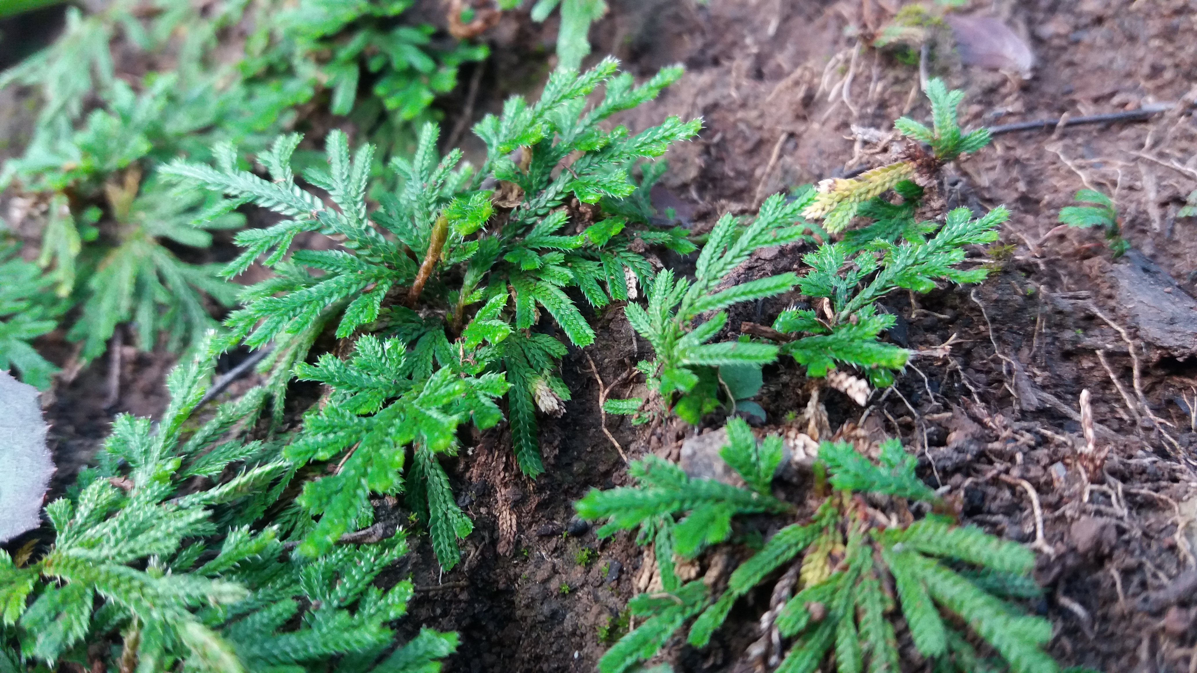 青山绿水船景区,焦作市博爱县青天河旅游景点