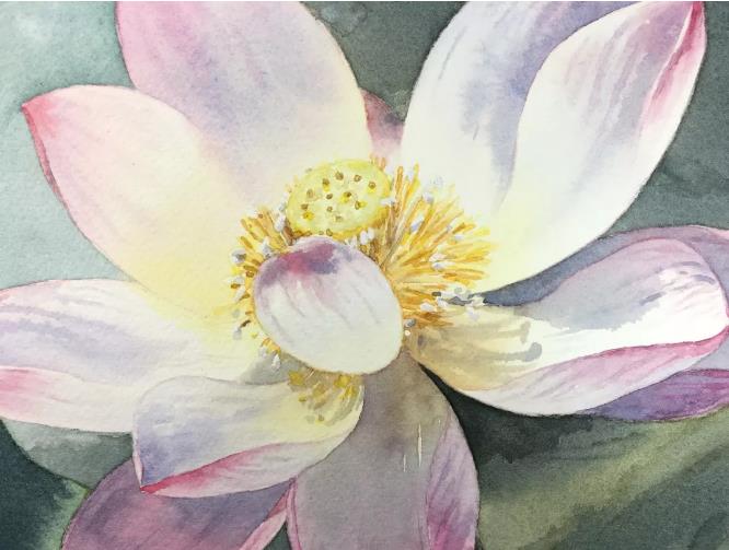 水彩夏天清新森系初学者荷花,水彩荷花画教程入门